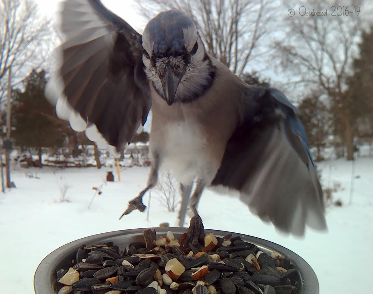 Eterrizaje de un arrendajo azul. Los huevos de esta ave son de color verdoso o azul claro con manchas pardas. Ambos, madre y padre se ocupan de empollarlos y luego de alimentar a la cría.