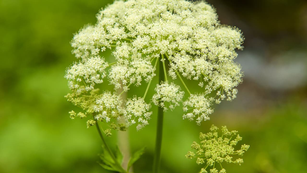Los expertos dicen que toda la planta es tóxica, incluso las semillas. El envenenamiento significativo puede causar parálisis muscular y asfixia.
