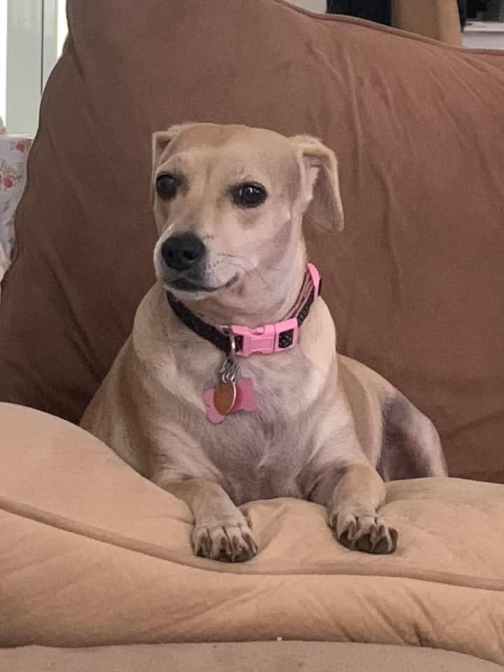 Snow, la #hijaperruna de Evelyn Jorge también está de fiesta.