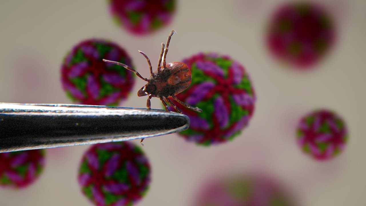 Niño de 3 años contrae el raro virus Powassan por picadura de garrapata