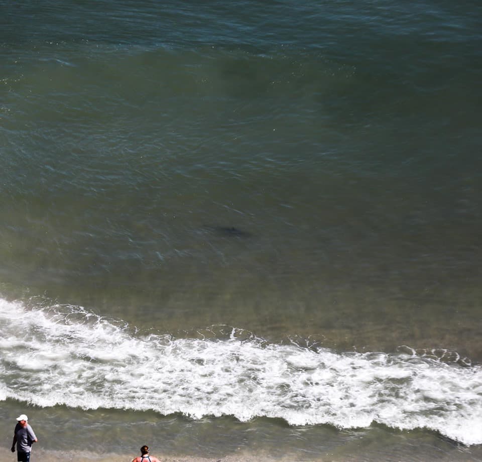 Tiburones en North Myrtle Beach