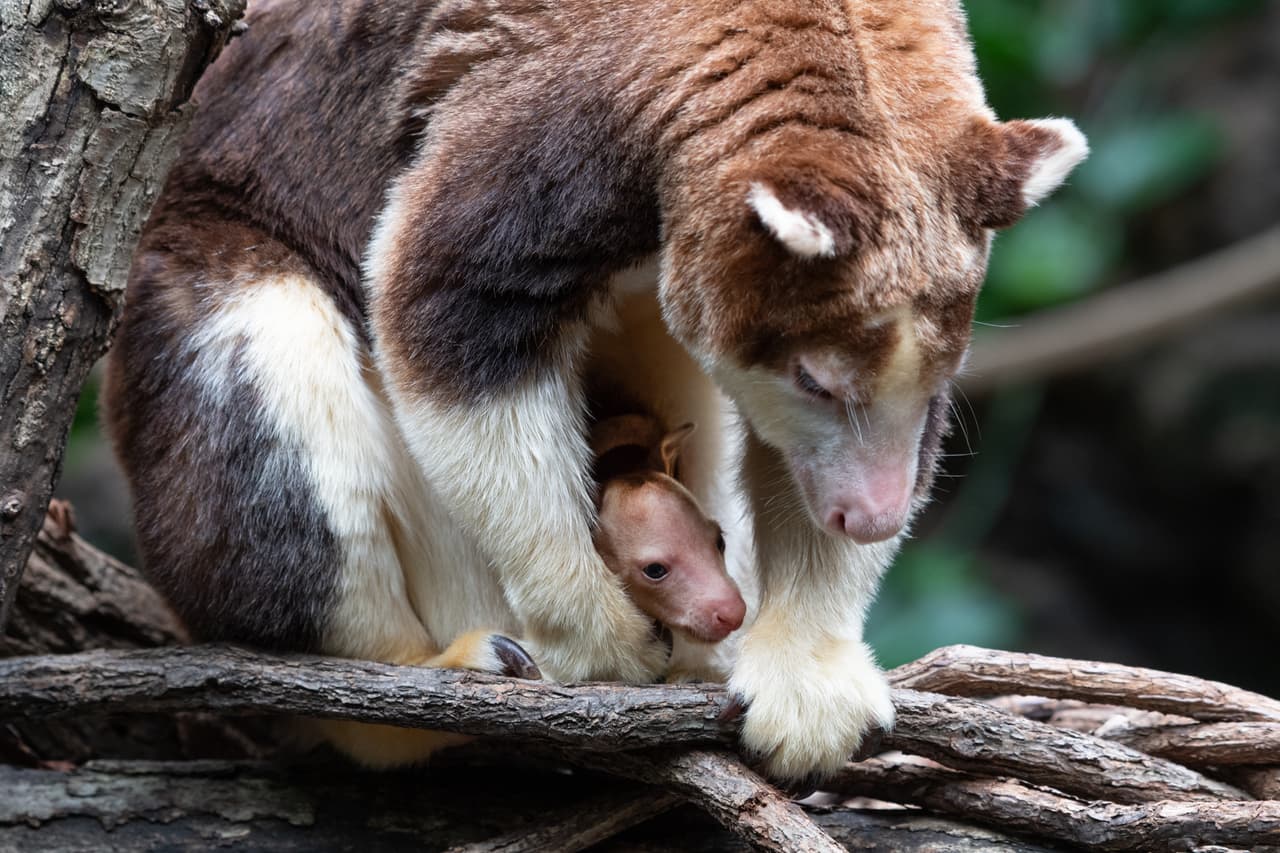 El acontecimiento es el resultado de la participación del zoológico en un programa en el cual intercambian animales individuales para mantener la diversidad genética y la estabilidad demográfica de las poblaciones de los zoológicos.