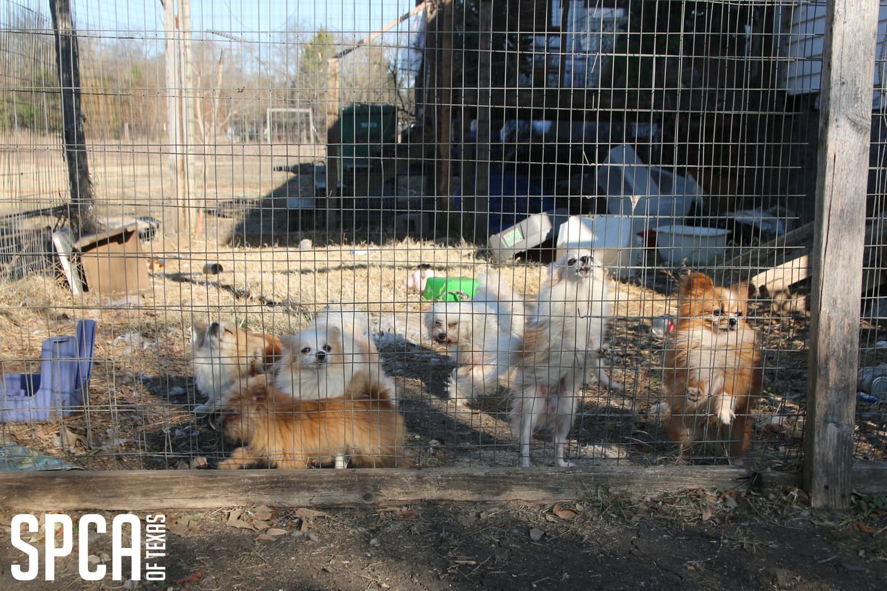 La SPCA retiró a los animales luego de que la propiedad fuese investigada por el departamento del sheriff de Van Zandt.