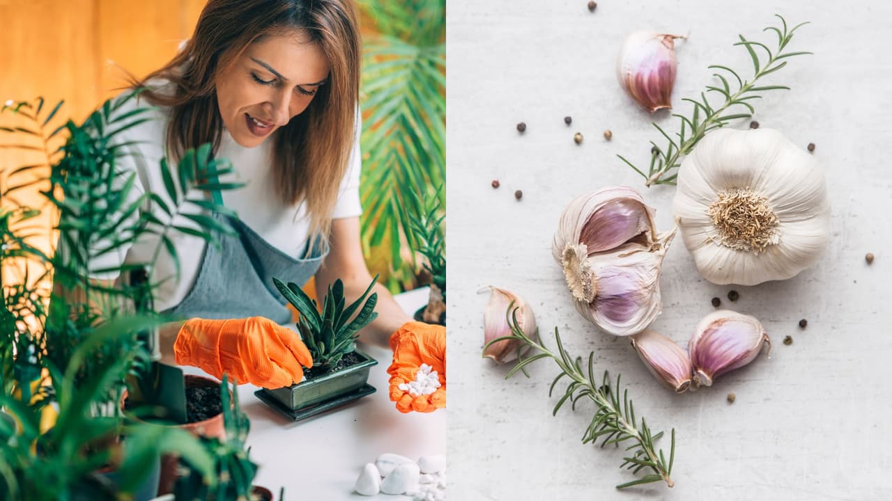 Protege a tus plantas de las plagas con este repelente natural de ajo