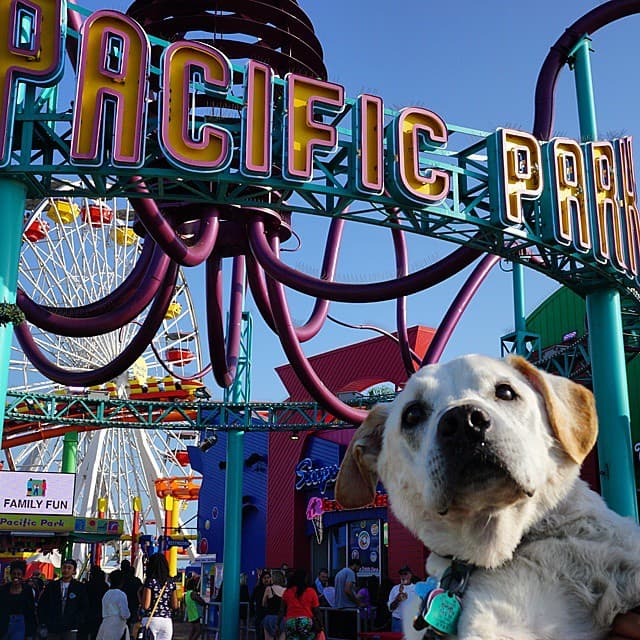 En Santa Monica el perrito disfrutó de un parque de diversiones.