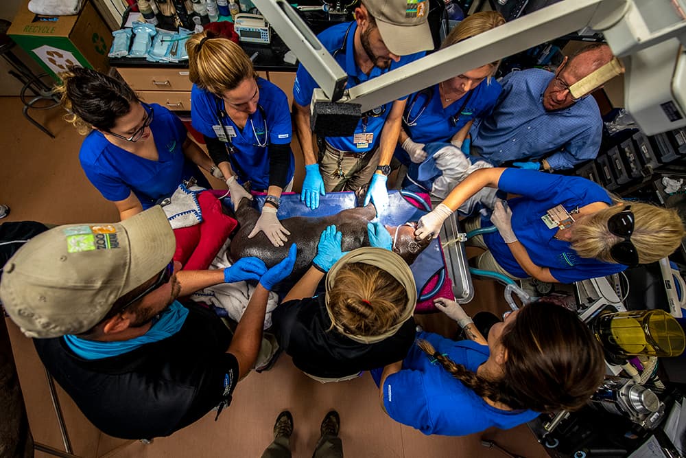 El equipo de veterinarios supervisa el cuidado de 'Aubergine' mientras está bajo anestesia.