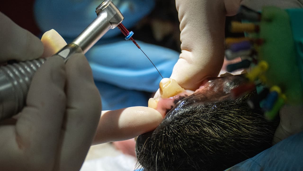 Los dientes y colmillos son revisados minuciosamente.