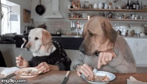 Puedes cenar con tu perro en restaurantes de NY