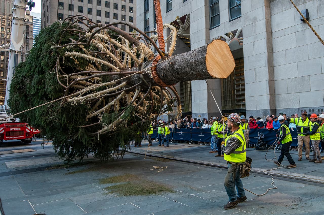 El gigantesco árbol de Navidad que adornará el Rockefeller Center ha sido llevado hasta el lugar este sábado 11 de noviembre.