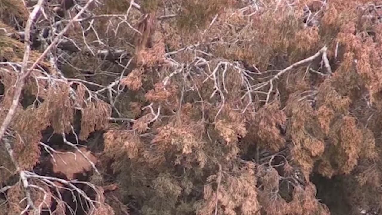 Reciclaje de árboles de navidad en San Antonio