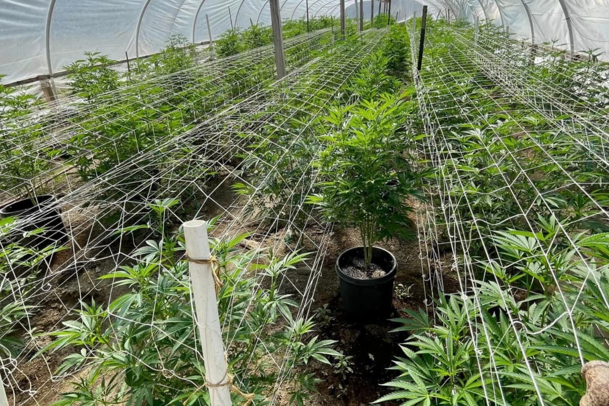 La Oficina del Sheriff asegura que las 607 plantas de marihuana fueron destruídas y el terreno clausurado.