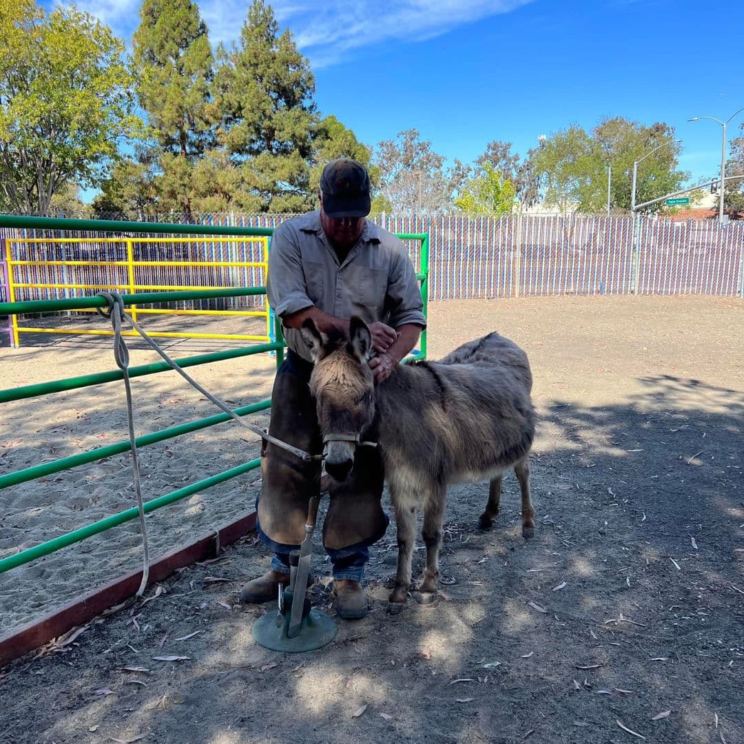 "Nos llamamos a nosotros mismos la granja de la sonrisa", dijo. "Solo queremos que los niños experimenten las sonrisas que solo los animales pueden traer".
<br>