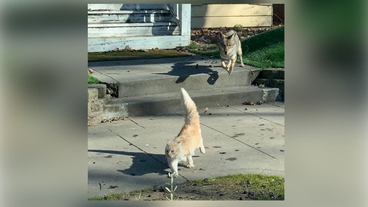 Reportan ataques a gatos mascotas por coyotes silvestres en el centro de Sacramento