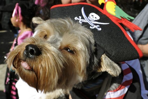 El Desfile de Disfraces de Halloween para perros estuvo lleno de originalidad, ingenio y diversión.
