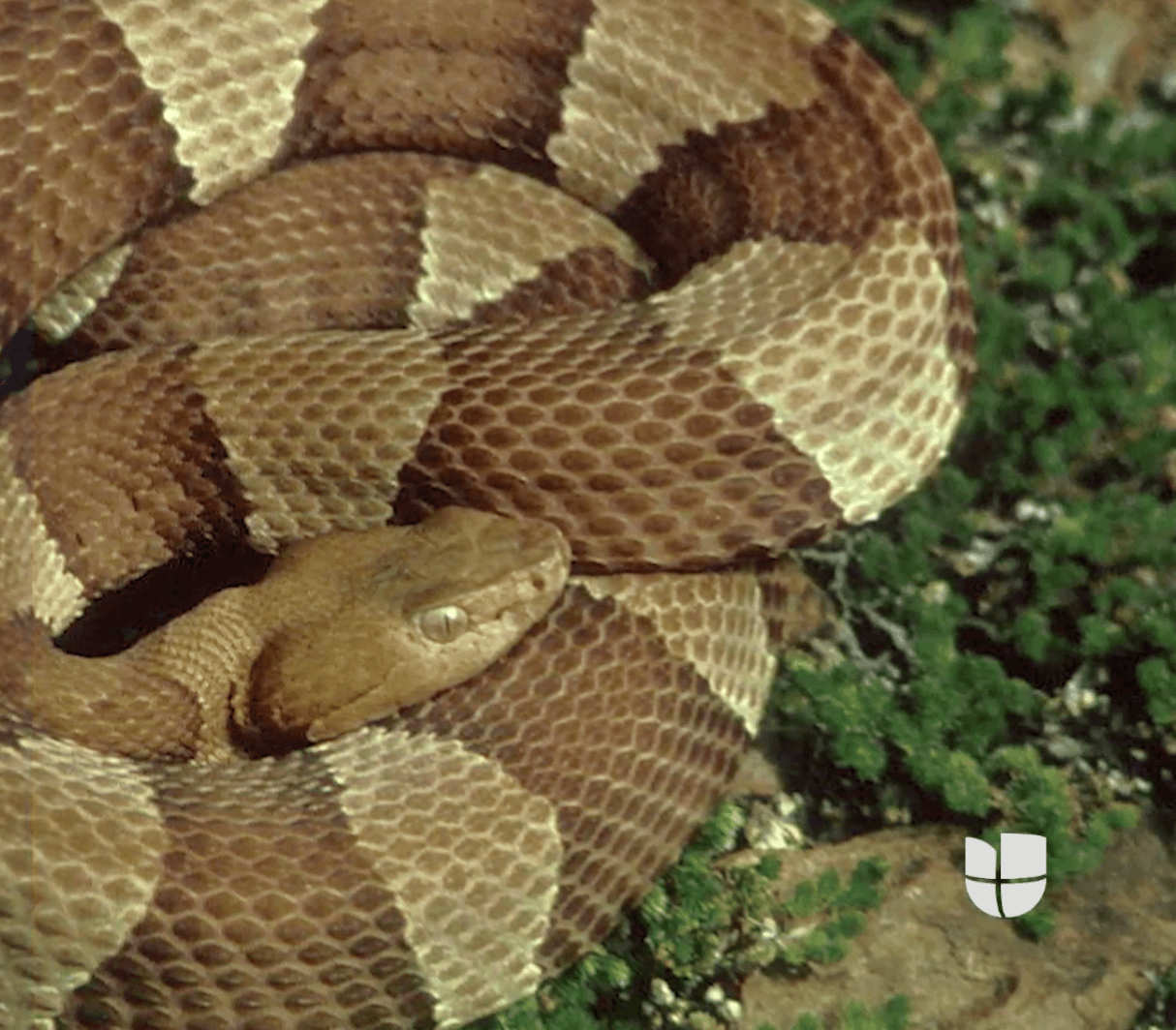 Las serpientes son una parte importante del ecosistema, de acuerdo con Texas Parks and Wildlife. Ayudan a mantener la población de sus presas, como lombrices de tierra, conejos e incluso otras serpientes.