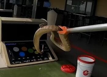 En lugar de pelotas de golf, estos jugadores en Scottsdale se encontraron con 
<a href="https://www.univision.com/local/arizona-ktvw/una-serpiente-cascabel-se-esconde-en-un-lugar-poco-comun-video">una serpiente de cascabel espalda de diamante en un dispensador de bolas</a>. Aquí te mostramos cómo la sacaron de ese lugar.