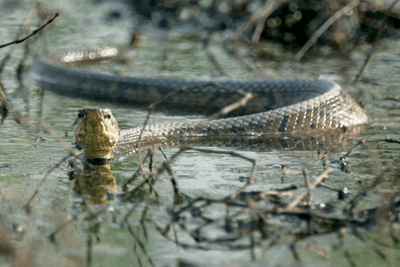 Durante la lluvia, debe tener cuidado de cuándo y dónde deja jugar a sus mascotas. Las serpientes pueden estar en patios traseros y arbustos.
<br>
<br>
<a href="https://tpwd.texas.gov/education/resources/texas-junior-naturalists/snakes-alive" target="_blank">Las mordeduras de serpientes pueden provocar trastornos hemorrágicos e hinchazón grave y, a veces, la muerte. </a>