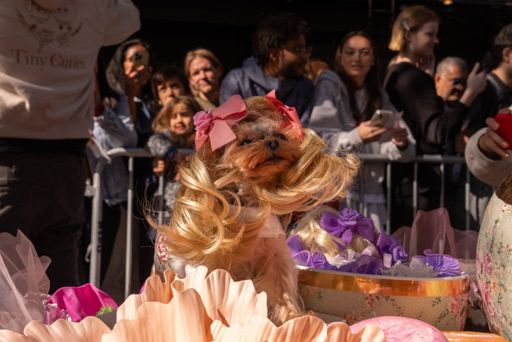 Con atuendos coloridos decenas de mascotas y sus dueños desfilaron por el East Village.
<br>