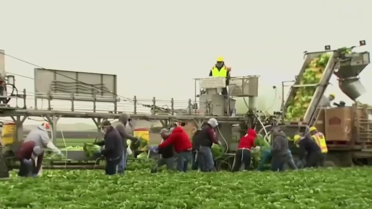 ¿Cómo puede reflejarse en la mesa de las familias en EEUU la falta de trabajadores en el sector agrícola?