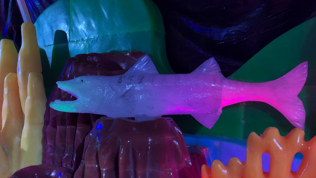 Los asistentes podrán admirar los coloridos peces tropicales, rayas águila.