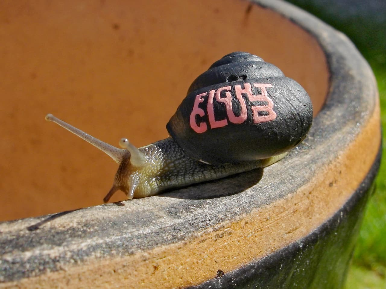 Fue cuando descubrió que la pintura de ‘Humbrol’ se adhería fácilmente a las conchas.