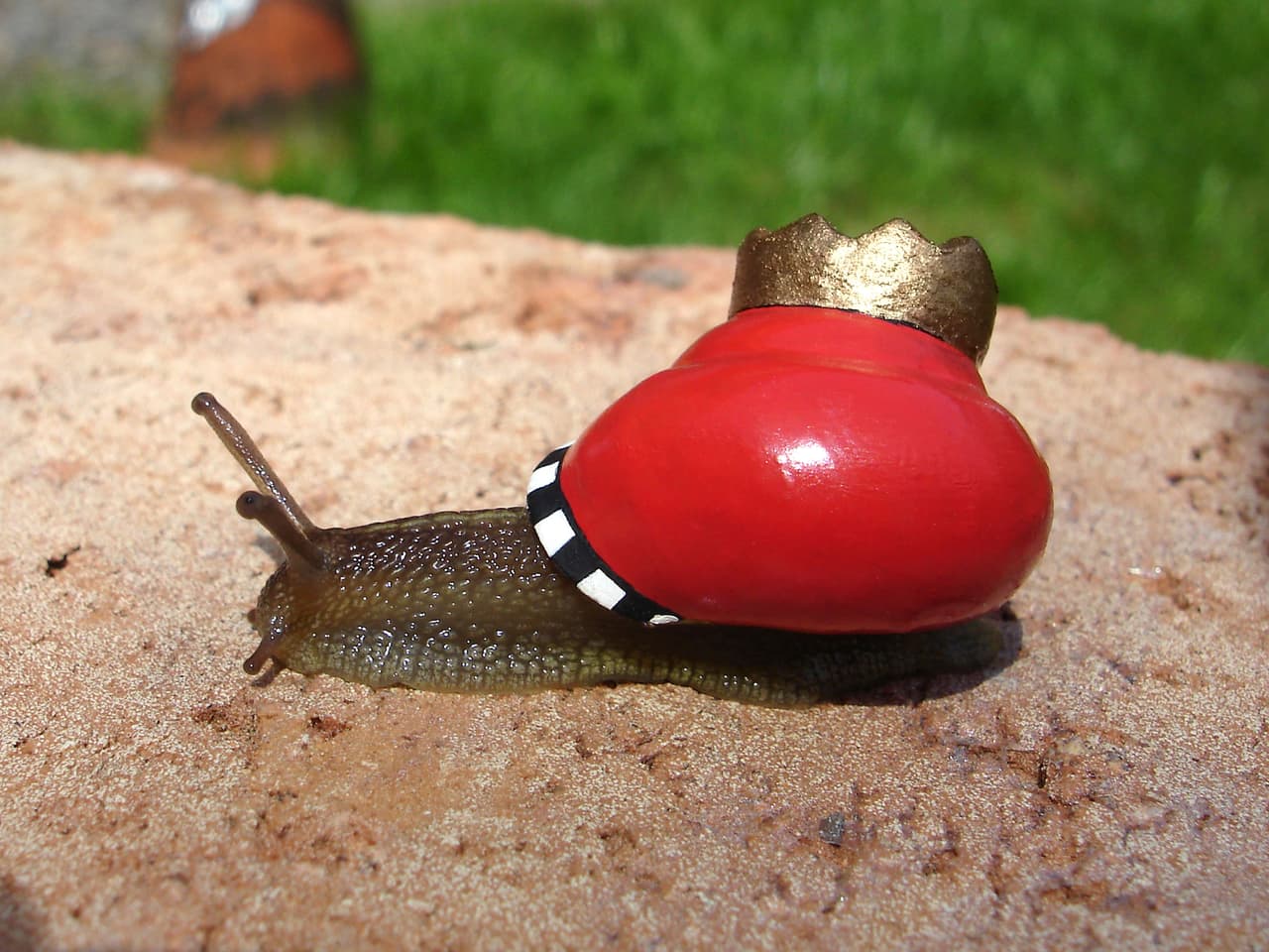 “A los primeros caracoles me costó un poco pintarlos. Quería probar cómo y con qué pintura podría hacerlo sin matarlos o dañarlos”, contó Siverud.