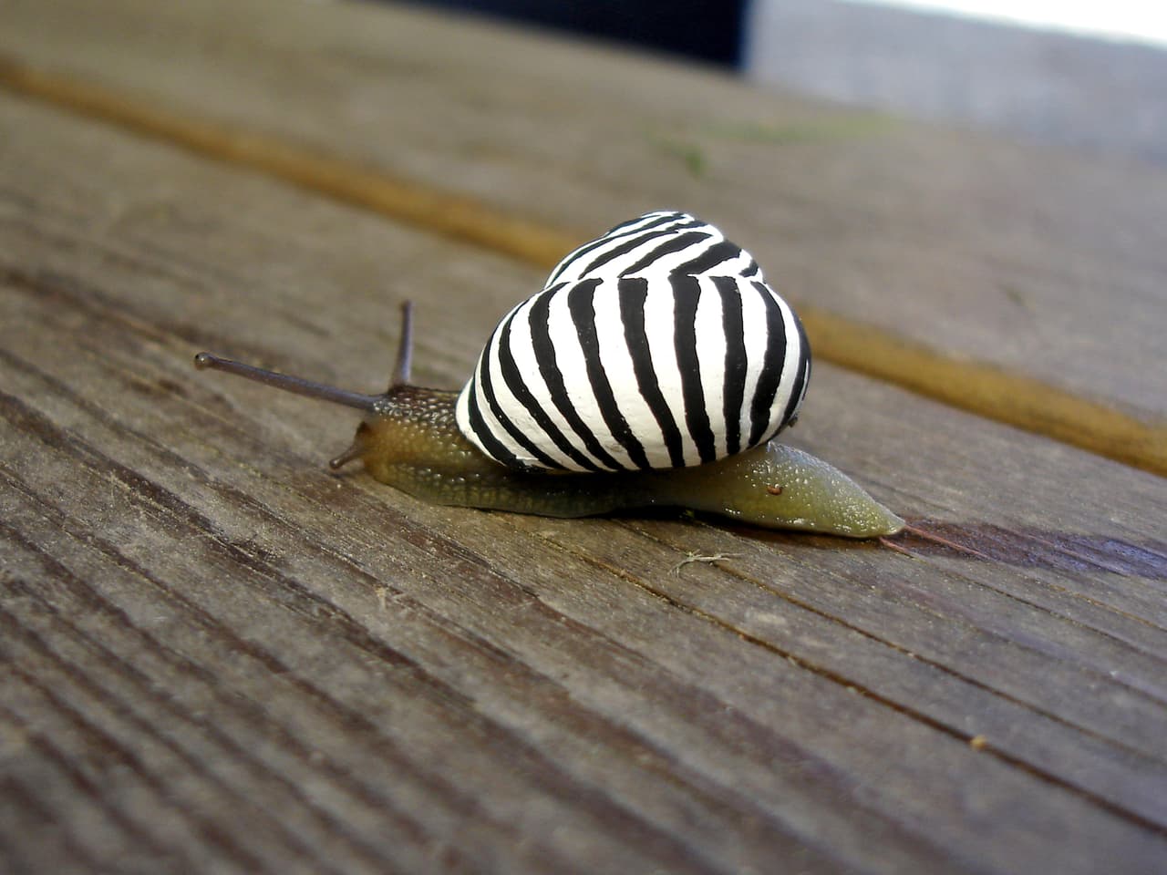 ¡Pintar sus conchas era la respuesta!