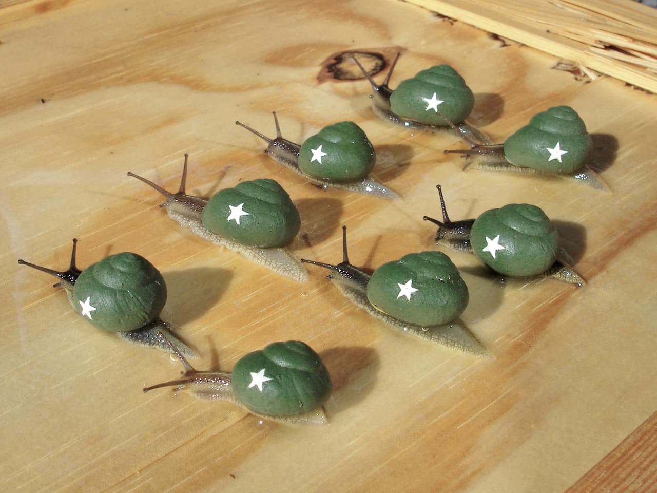 Por ello, suelen ser aplastados o dañados.