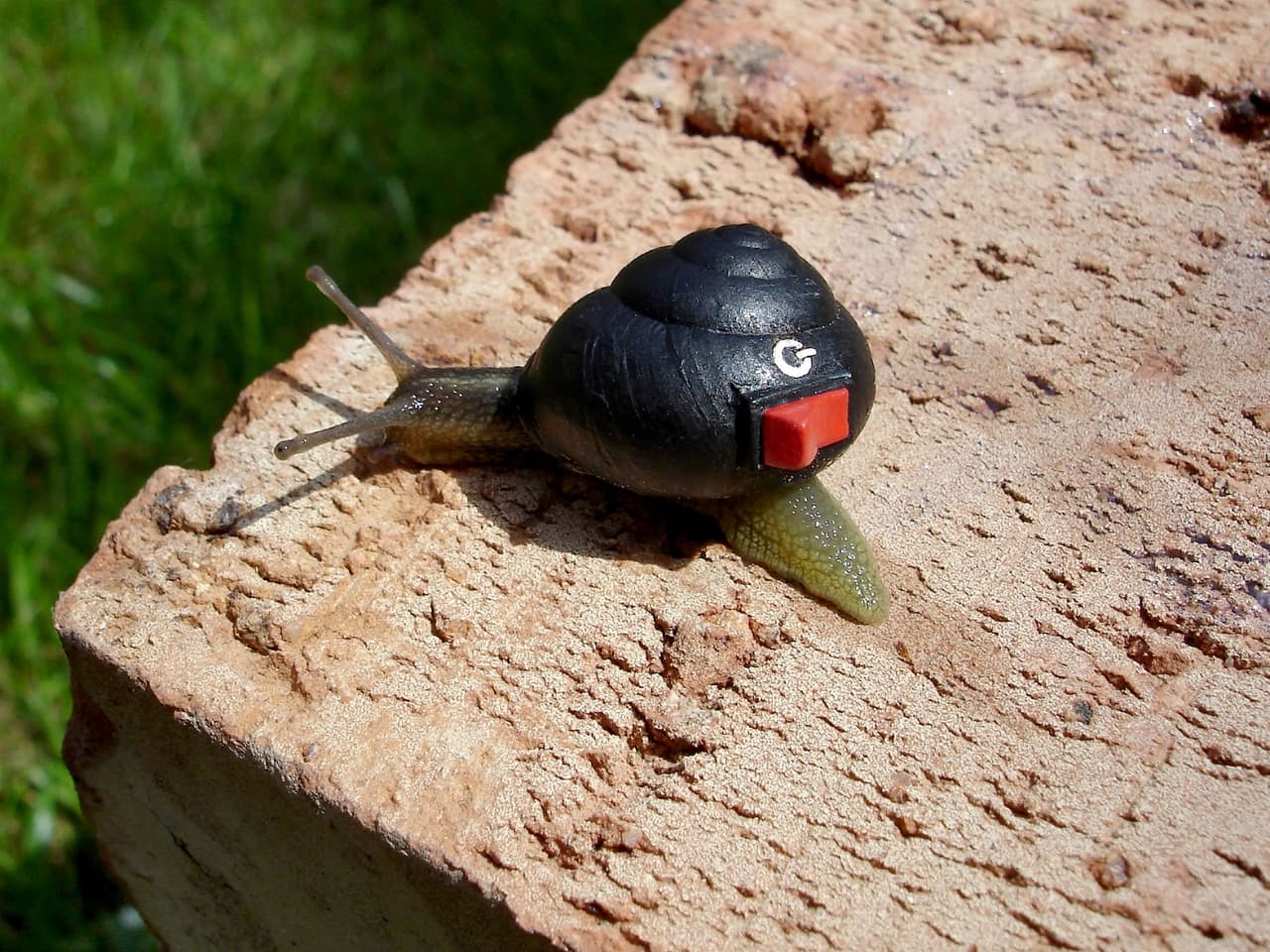 Estos caracoles ahora tienen las conchas más bonitas del mundo.