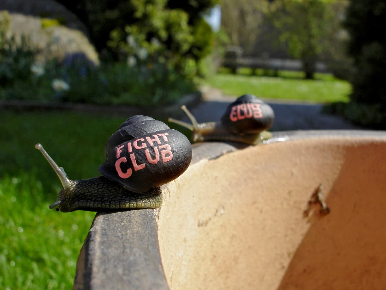 Una vez pintados, el artista sueco liberaba a los caracoles en el parque de su ciudad, Kalmar, donde todos los podían admirar.