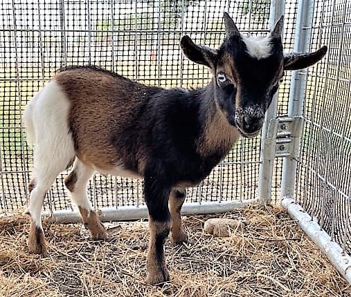 Encuentran a cabrita deambulando en un centro comercial de San Antonio 