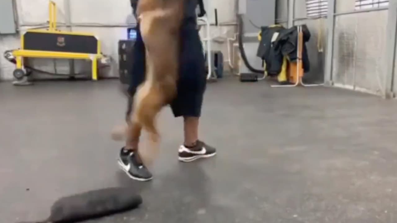 La
<a href="https://www.univision.com/local/houston-kxln/decenas-de-detenidos-fiscalia-de-fort-bend-revela-resultados-de-un-operativo-en-contra-de-la-trata-de-personas-video">Fiscalía del condado Fort Bend</a> informó que el caso está siendo investigado y que por los momentos no pueden dar detalles sobre el mismo.
<b>"Nos tomamos estos asuntos en serio y no aprobamos el maltrato a los animales en ningún aspecto"</b>, se lee en un comunicado.