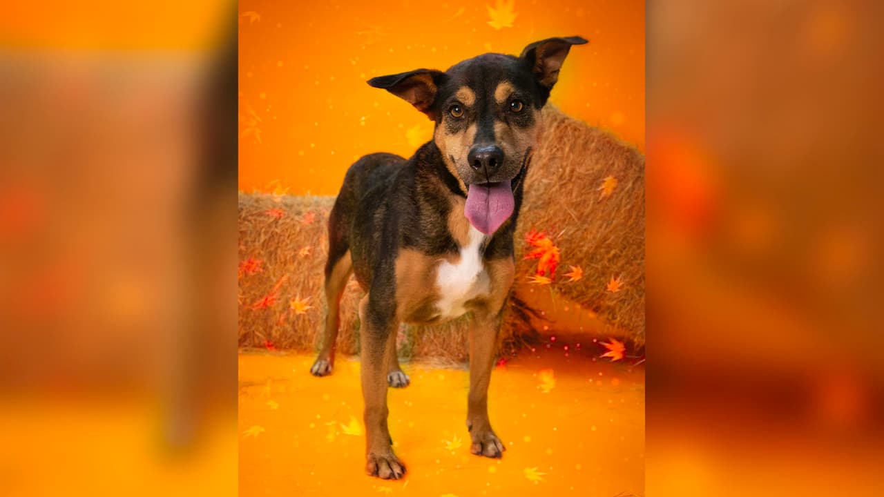 <a href="https://www.univision.com/local/houston-kxln/abandonan-a-un-caballo-en-condiciones-deplorables-en-una-carretera-al-noroeste-de-houston">Houston Humane Society</a> es una organización líder en bienestar animal en la región que ofrece adopción, servicios a bajo costo, programas gratuitos, y es el único refugio regional con servicios veterinarios completos disponibles para el público.