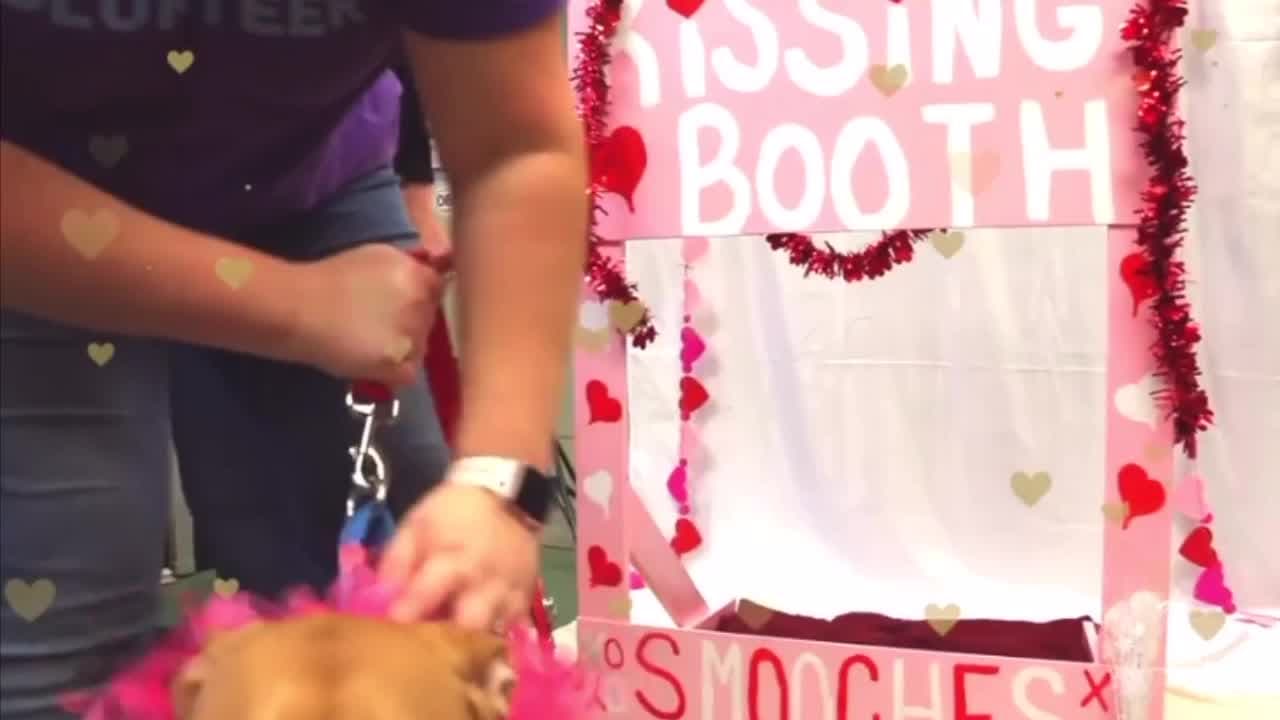 Rescata una mascota para celebrar en San Valentín