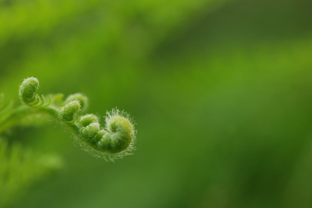 <b>Foto destacada. </b>Un helecho que se abre en el bosque semisalvaje de los Alpes, Italia.
<br> 
<br>