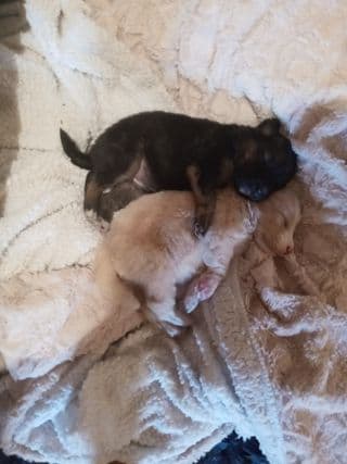 Lizbeth mandó a Noticias Univision 23 la fotografía de sus cachorros Lila y Toby.