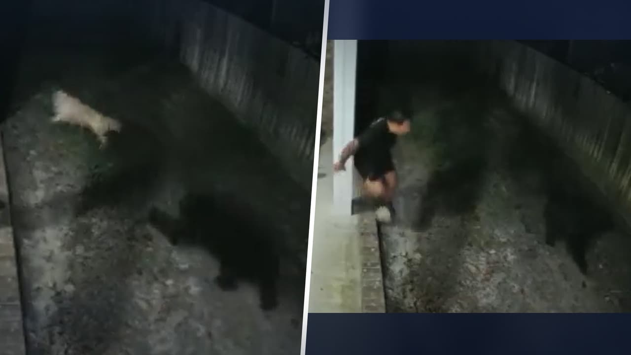 Hombre espanta a un oso a gritos para proteger a su perro