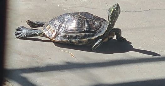 Tortulia practica yoga y esta foto de Luzy Naranjo lo demuestra.