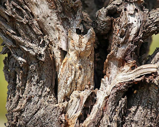 Estos pájaros son unos
<a href="https://www.boredpanda.com/owl-camouflage/">auténticos maestros en el arte del camuflaje</a>.
<br>
