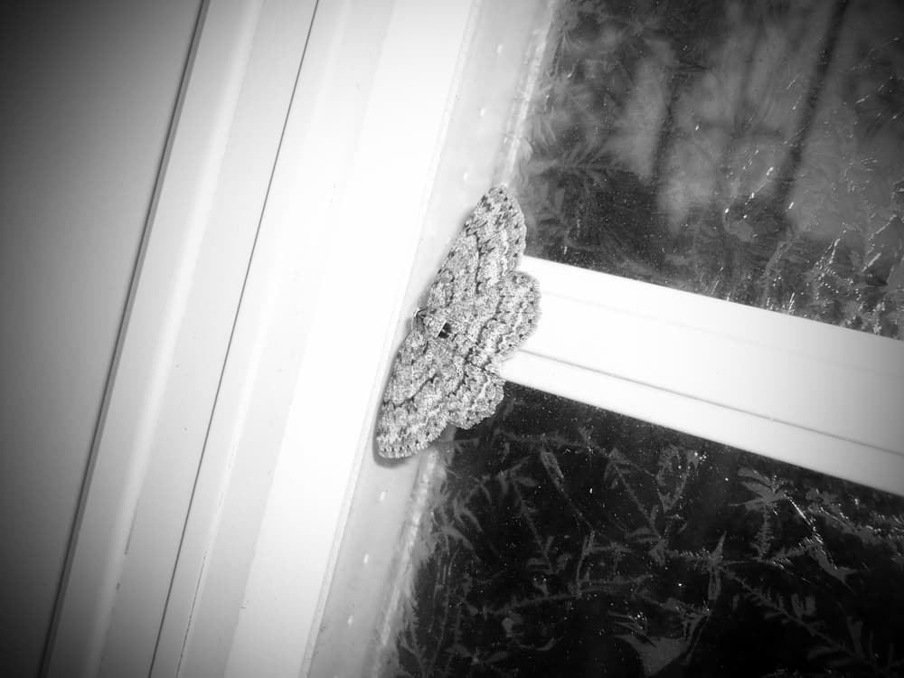 Las mariposas negras se distinguen como polillas, por su vida nocturna, y su color negro o en oscuros es característica propia de su defensa contra sus depredadores, que son las aves. O sea, sus colores les ayuda para esconderse en los troncos de los árboles y que los pájaros no se las coman.