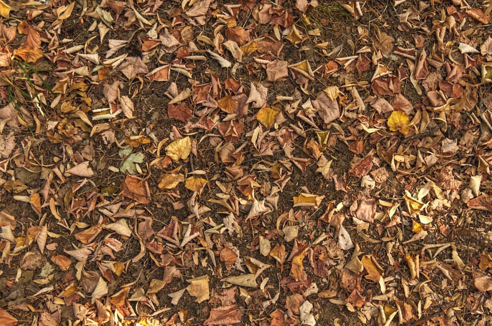 Ya que esté básicamente lleno el recipiente, introduce entre la tierra y las hojas tu objeto personal.