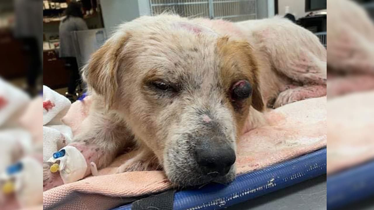 Los otros 
<a href="https://www.univision.com/local/houston-kxln/arresto-antonio-alberto-santos-sospechoso-bestialismo-yorkie-houston-fotos">perros</a> fueron cremados y ninguno de ellos tenía microchip por lo que no fue posible identificarlos.