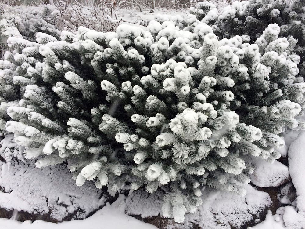 Tormenta de nieve en el noreste