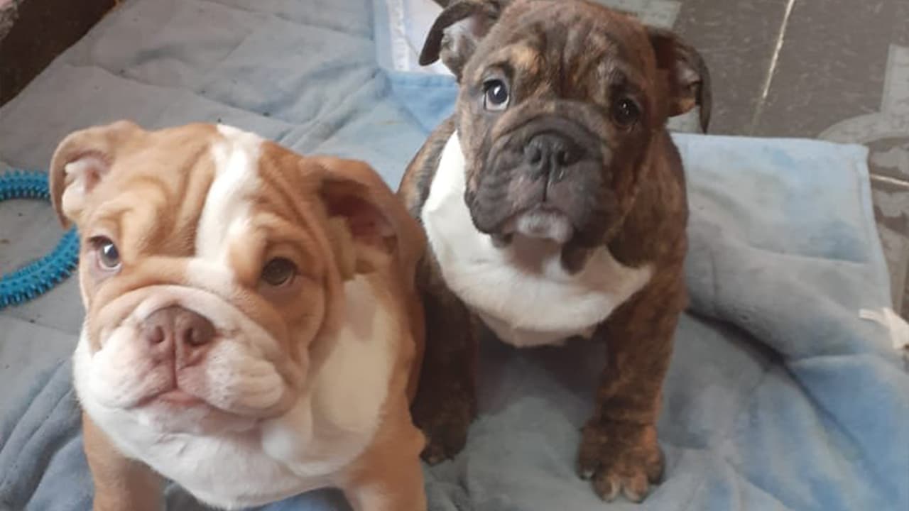 Recuerda siempre cuidar a estos pequeños y darles todo el cuidado que merecen.