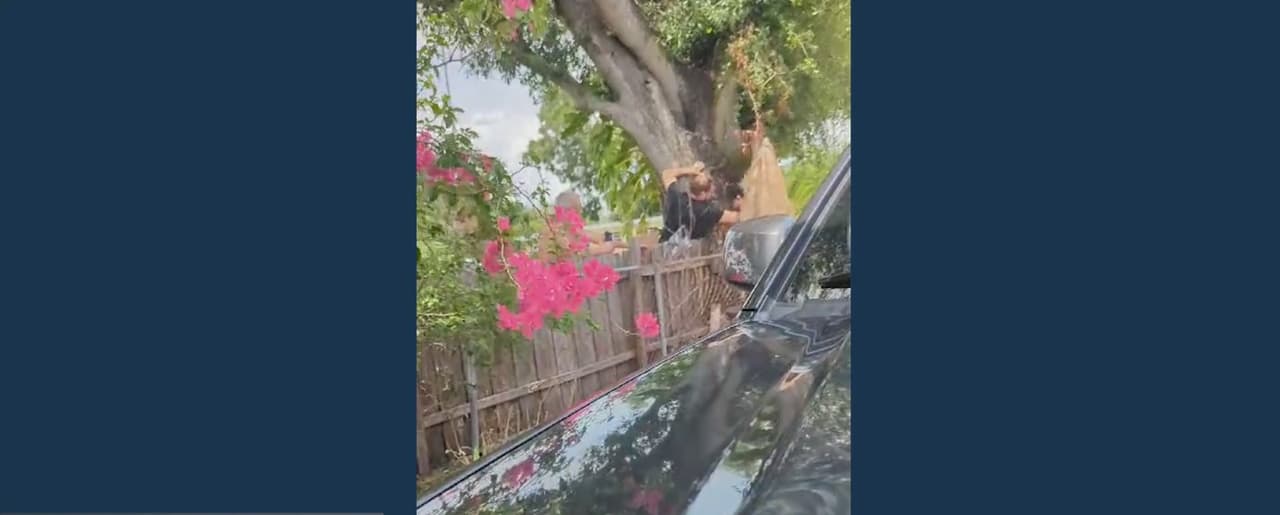 Boricua denuncia disputa vecinal por un árbol en su propiedad