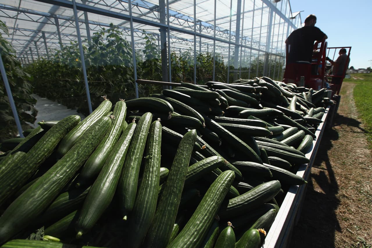 <b>Pepinos.</b> A nivel mundial, México es el segundo mayor exportador de pepinos y una buena parte (91%) llegan a Estados Unidos. La inversión estadounidense para adquirir este producto oscila alrededor de los $500 millones, según el 
<a href="https://atlas.media.mit.edu/en/" target="_blank">Observatorio Económico Mundial.</a>