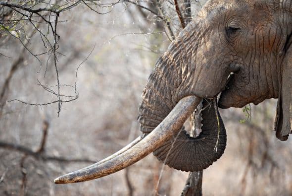 La razón principal, es que los elefantes llevan en su cuerpo una piedra preciosa, el marfil.