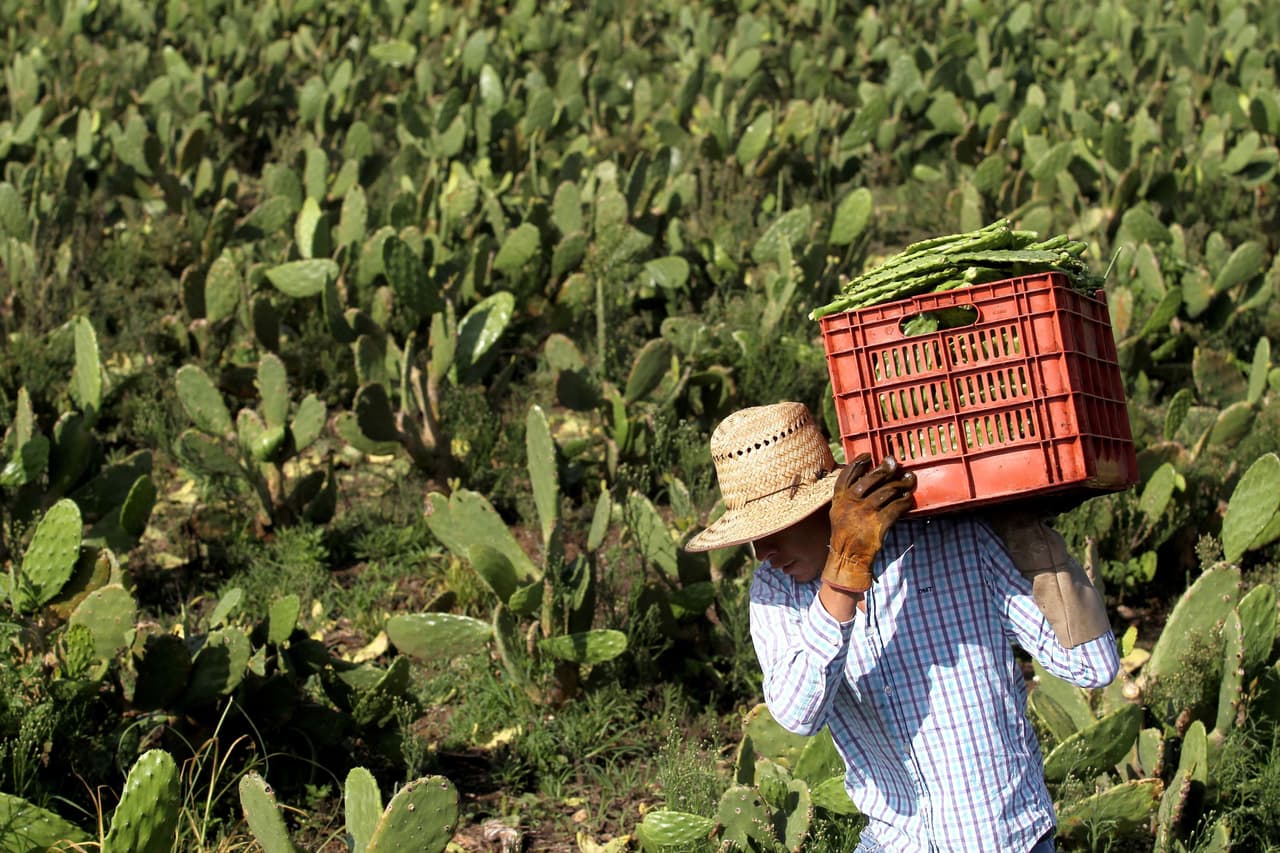 De acuerdo con investigadores, la llegada de la palomilla del nopal a México pondría en riesgo 360,000 hectáreas de nopaleras cultivadas de las cuales dependen miles de familias mexicanas.