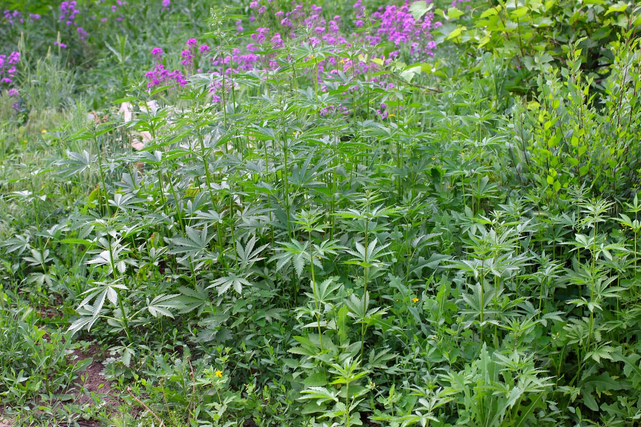 En la naturaleza, esta planta crece naturalmente en ambientes tropicales muy altos en humedad y se le considera una planta ‘sedienta’ ya que su crecimiento consume mucha agua.