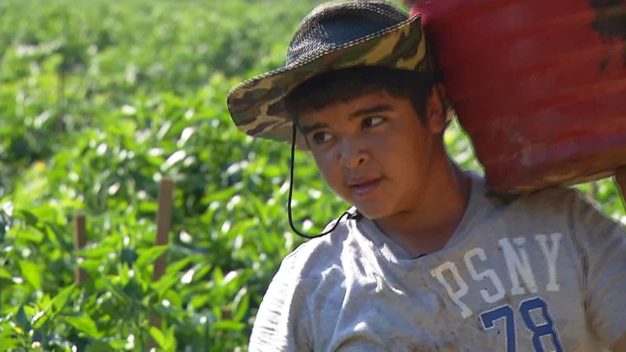 Virgilio Moreno during the harvest of sweet peppers in a field of Hendersonville, North Carolina.